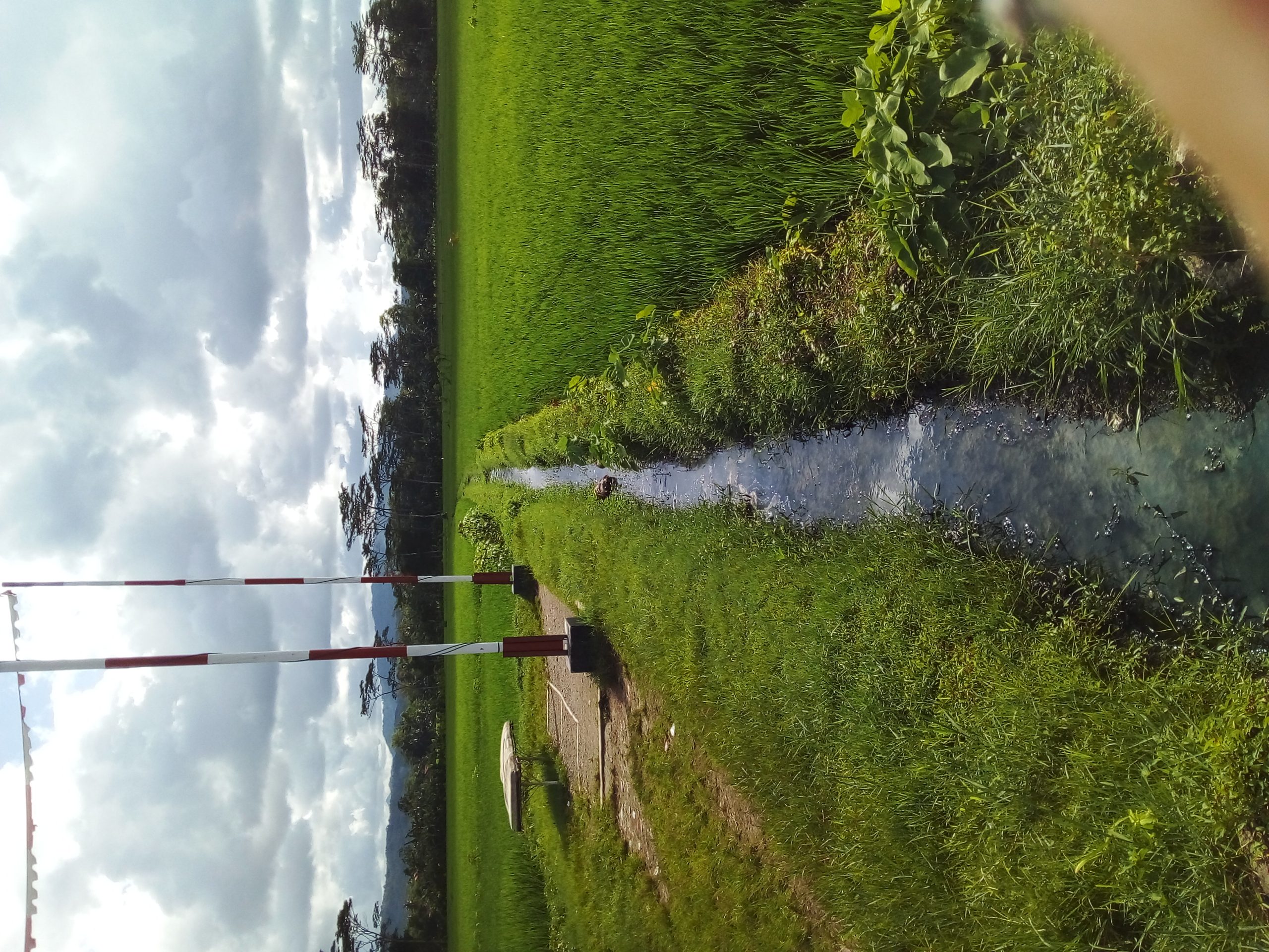 Tantangan Biaya Tinggi dalam Pertanian Sawah Masa Kini